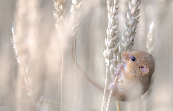 英国伦敦自然历史博物馆举办的2013年野生动物摄影大赛部分作品