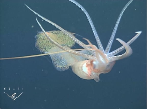 葛氏双鳍鱿生活在海面下500米到1500米的水域中。