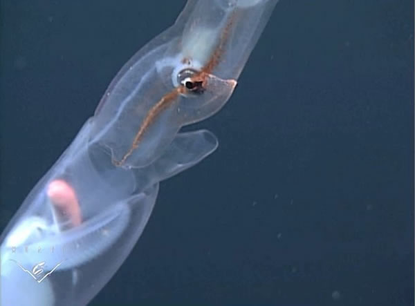 研究人员之前只能够依靠乌贼的尸体来对它们进行研究,而且通常都来自被拖网损坏的样本或者捕食者胃中的食物。