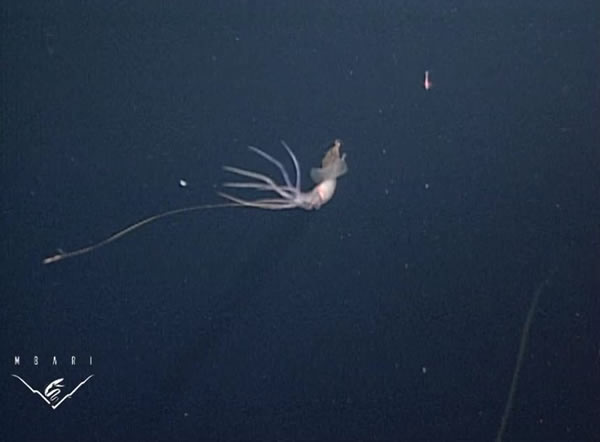 美国蒙特利湾海洋馆研究所的研究人员使用了一种远程遥控的潜水器(ROV),有史以来第一次记录下这种动物在自然环境下捕食的视频。