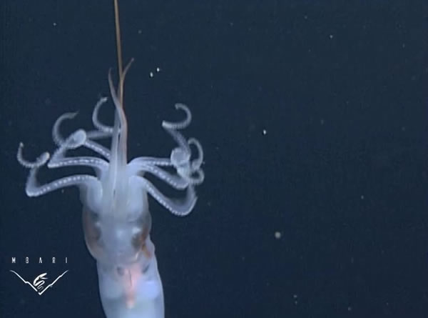 研究人员希望能够在野外拍摄更多的葛氏双鳍鱿来更多的研究它的行为,但是这取决于在辽阔的深海中与它们相遇的机会。