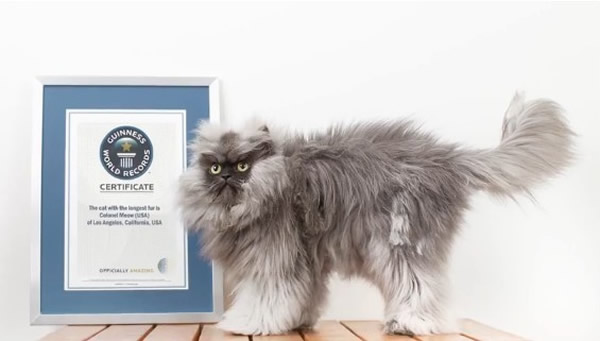 ��������è��Colonel Meow��22.87���׳���èë���Ƽ���˹�����¼