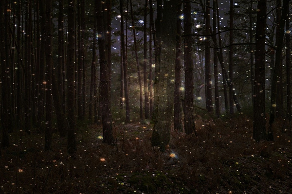 探秘神奇的森林萤火虫