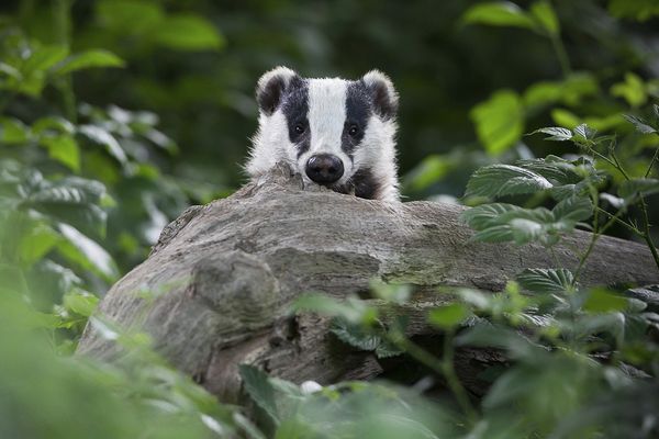 A European badger peeks out from behind a tree stump.