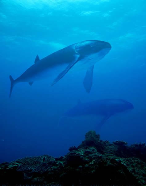 Reconstruction of what the Leedsichthys might have looked like when they swam th