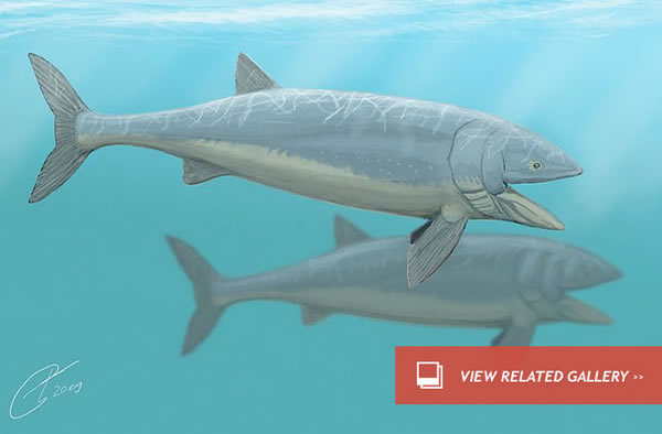 Ancient Mega-Fish No Longer the One that Got Away