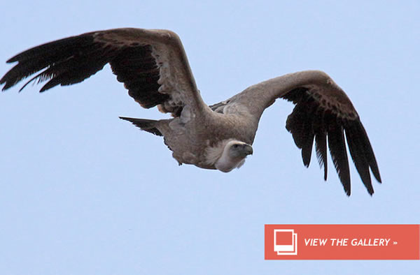 Elephant Poachers Poison Vultures to Thwart Cops