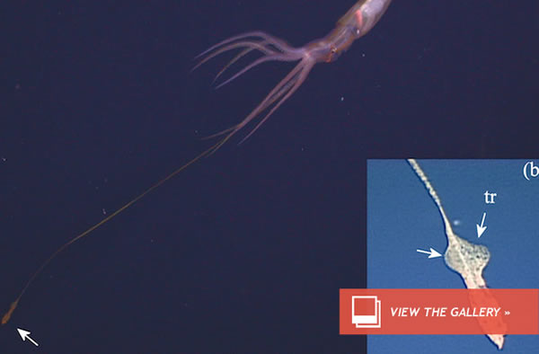 Deep Sea Squid Pretends to Be Tiny...Then Attacks