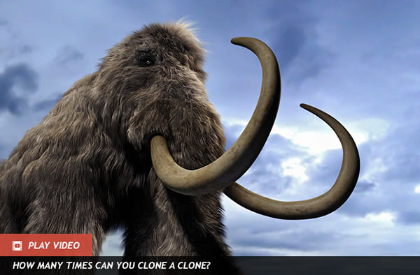 Qs From Kids: Could a Mammoth and Elephant Mate?