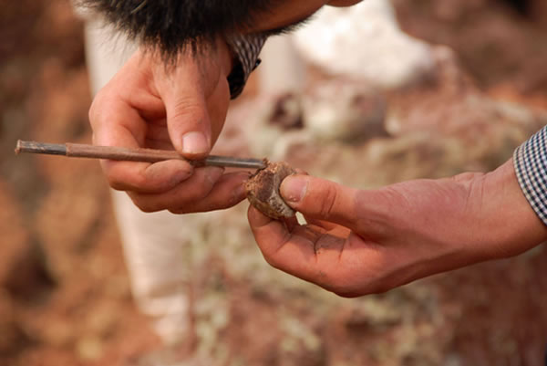 科考人员认真清理化石