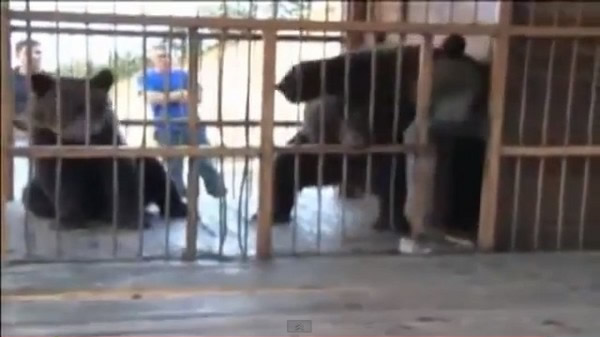 救难人员以直升机吊挂的方式,救出两头因洪水肆虐,险些溺毙的熊。