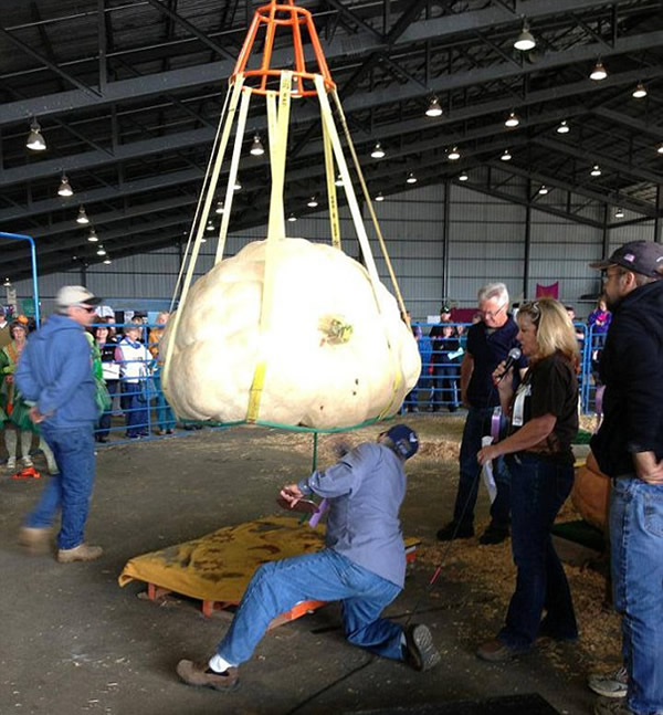 美国680公斤巨型南瓜因有个小洞无缘新纪录
