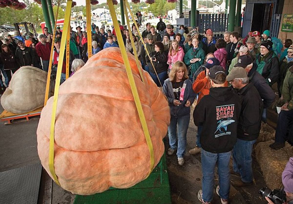 美国680公斤巨型南瓜因有个小洞无缘新纪录