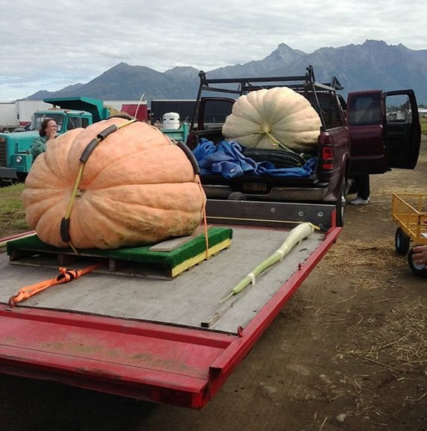 美国680公斤巨型南瓜因有个小洞无缘新纪录