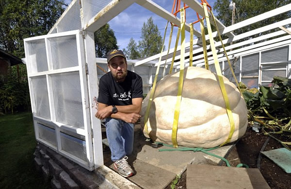 美国680公斤巨型南瓜因有个小洞无缘新纪录