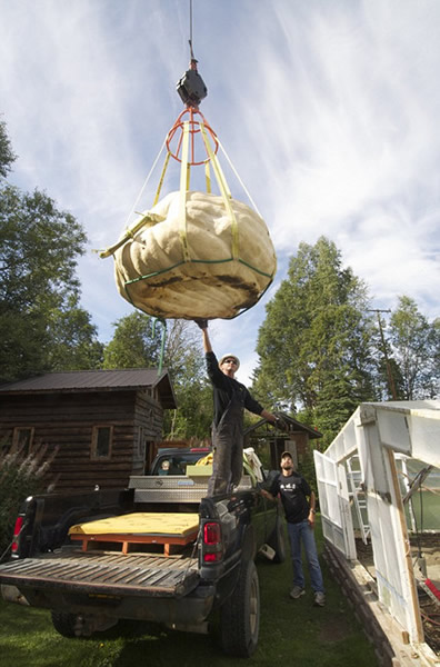 美国680公斤巨型南瓜因有个小洞无缘新纪录