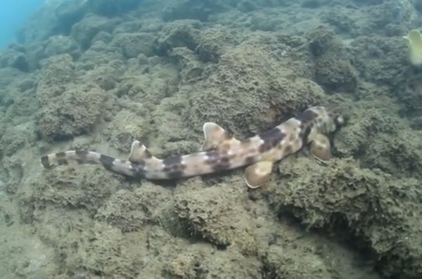 在印尼海域被发现的新种鲨鱼,是利用胸鳍和腹鳍摆动前进,看起来就像走路一样。