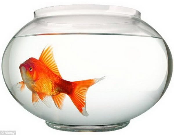 金鱼能分辨不同古典乐曲