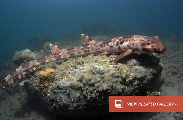 Walking Shark Found Strolling in Waters