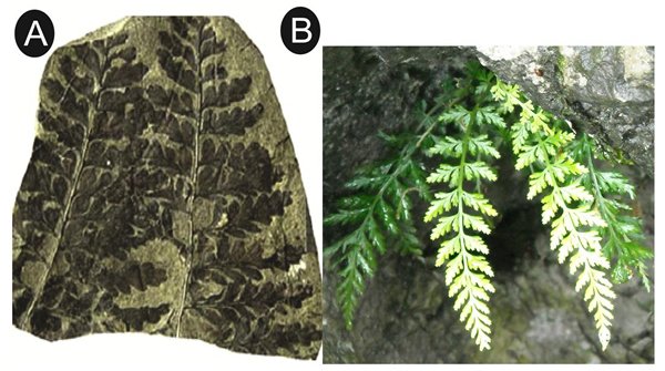 ����ާ��ʯ��A������������ȣ�2008�����ִ���Ⱥ����(B, ��������ާ�����Թ�����ɽ)