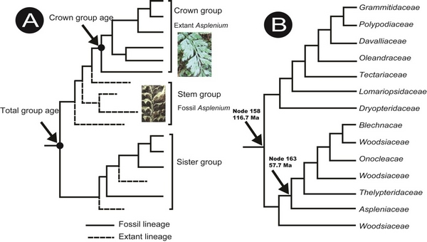 ����ާֲ��ϵͳ�ݻ���