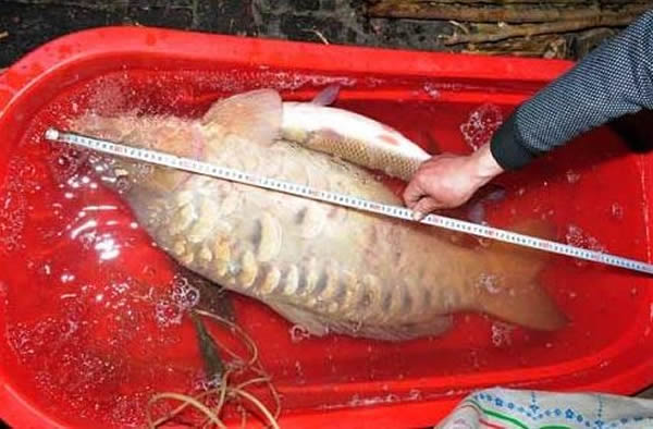 95厘米大鲤鱼