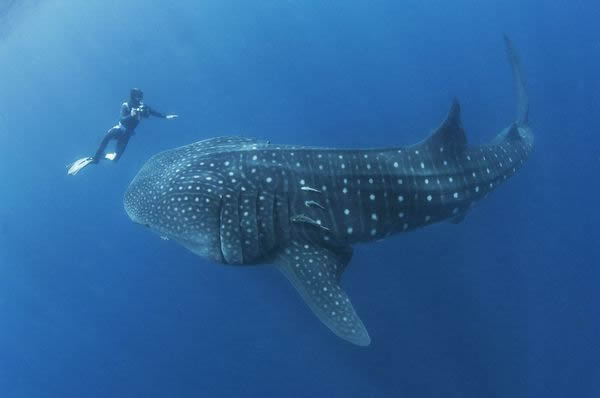 ī���纣���һͷ����