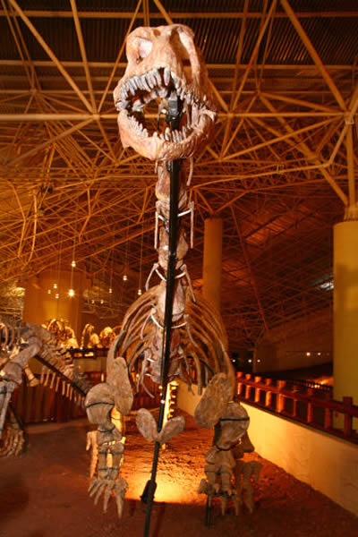 发现虫迹的恐龙化石