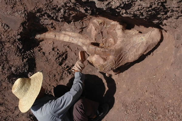 恐龙骨骼上的虫迹清晰可见