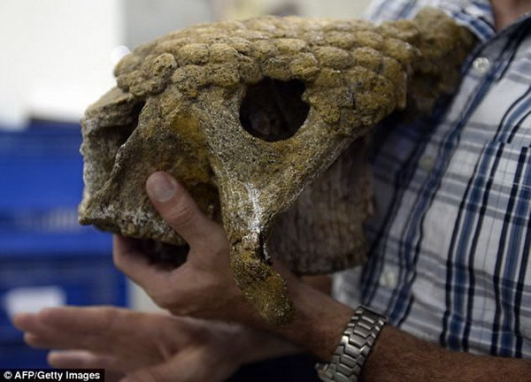考古学家阿什卡尼亚-林康正在展示委内瑞拉境内挖掘的一个雕齿兽头骨