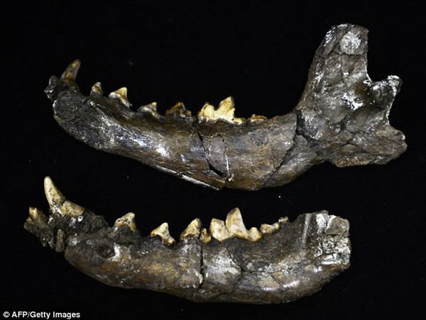 ����һ�������ǻ�ʯ��Ŀǰ�о���Ա������Ѱʷǰ����Ĺ�����ʯ