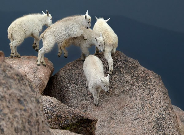 落基山脉一群山羊在电闪雷鸣之际瑟缩山头