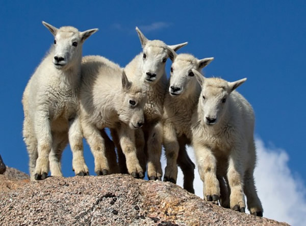 落基山脉一群山羊在电闪雷鸣之际瑟缩山头