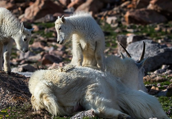 落基山脉一群山羊在电闪雷鸣之际瑟缩山头