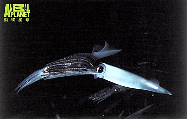 ��������18���ߣ��������Է�����ֻ����ͼ����������Ƶ����