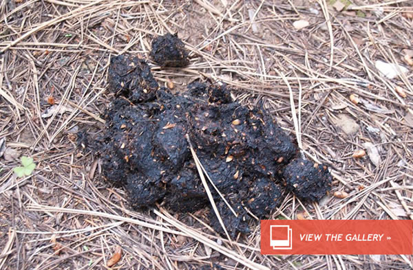 Poop Gets Its Close-Up