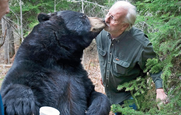 美国知名熊专家因独特研究方式惹争议