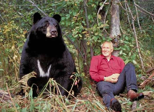 美国知名熊专家因独特研究方式惹争议