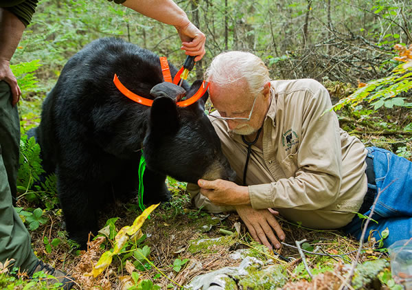 美国知名熊专家因独特研究方式惹争议