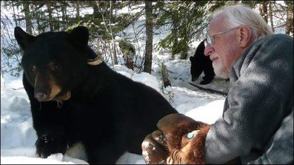 美国知名熊专家因独特研究方式惹争议