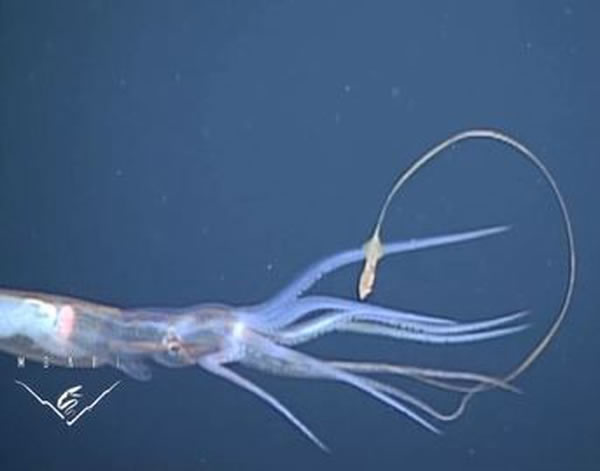 ����㡰����˫���ϡ��ںڰ��е���