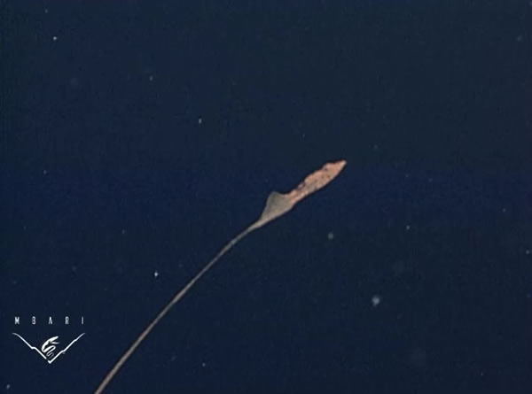 ����㡰����˫���ϡ��ںڰ��е���