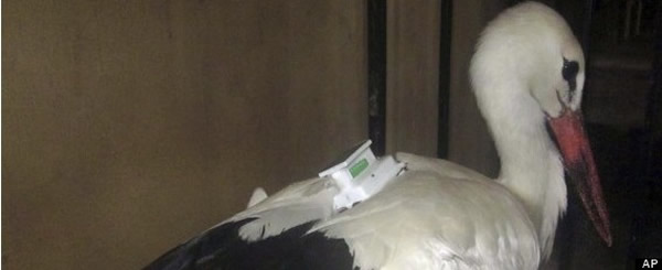 埃及警方扣留一只鹤 怀疑其为间谍