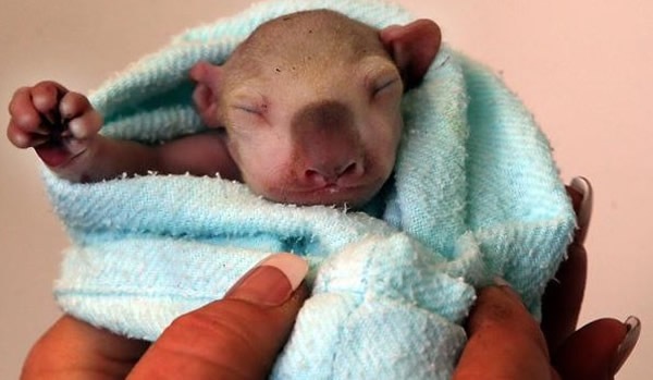 澳大利亚小考拉疑遭野猫袭击