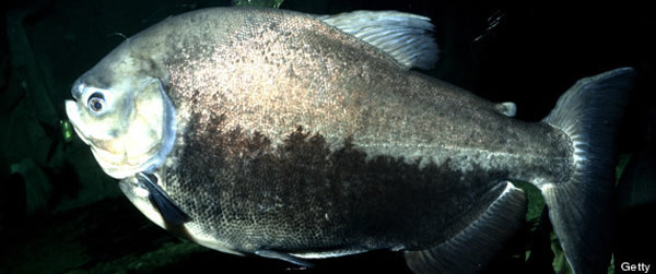 ���е��㡱�⸹֬���������ַ���