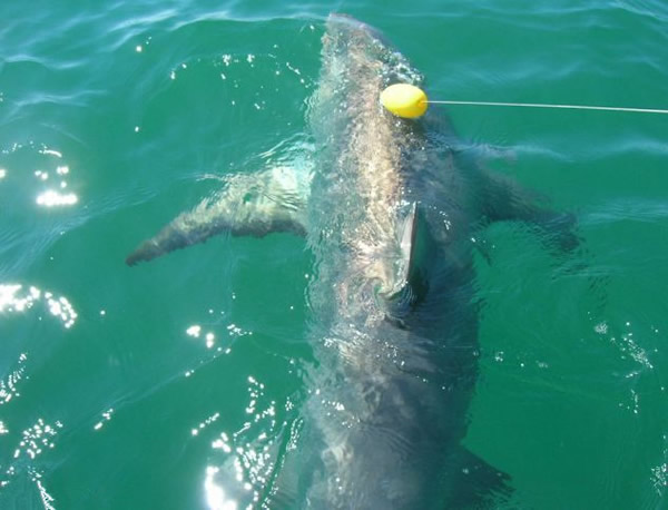 英国两名渔民“苦战”两小时钓到14英尺长的长尾鲨