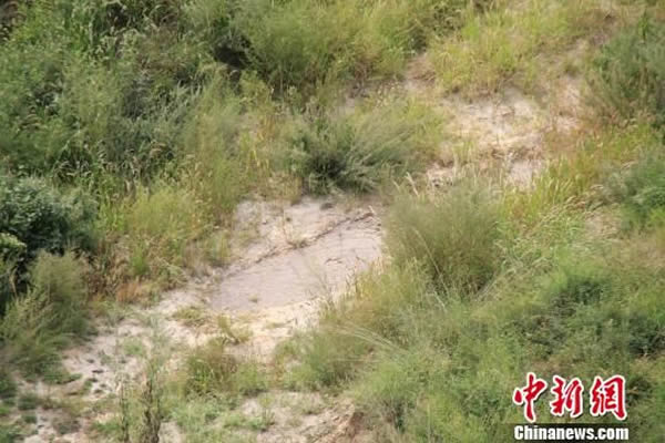 河北赤城县样田乡“落凤坡”发现的恐龙足迹,现在这些足迹已经被厚度为30公分的沙土覆盖。