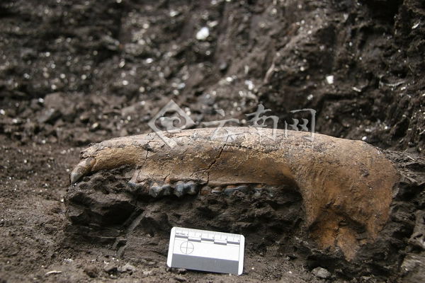 ����򢻯ʯ����״̬