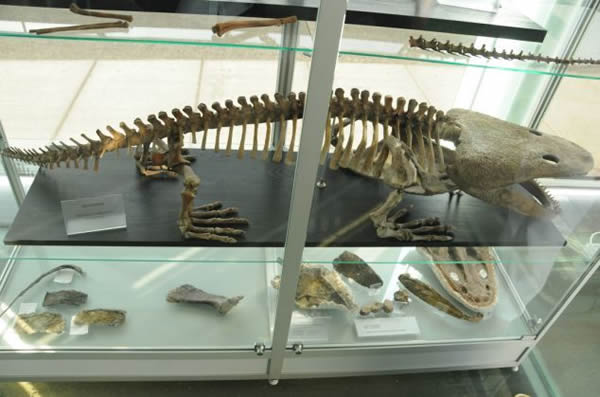 2亿年巨大两栖动物穴居休眠度过干旱期