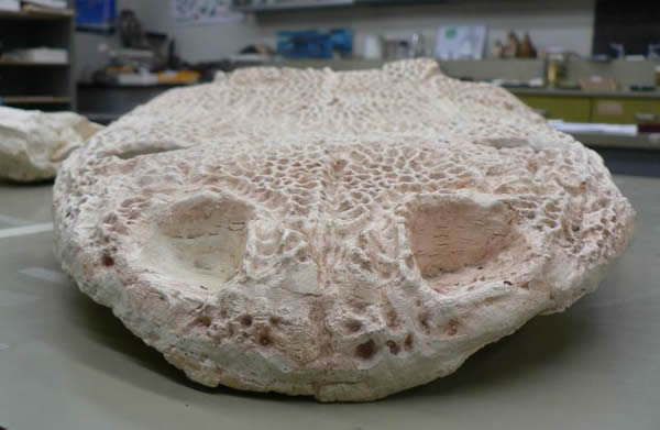 方额蜥宽阔扁平的头部